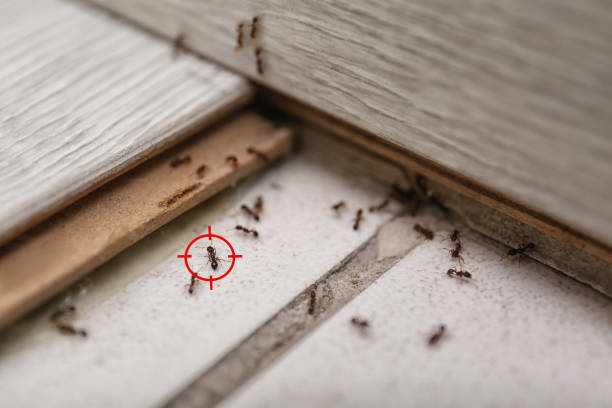 Best Pest Prevention Services  in Spring Lake, NC